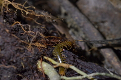 Cormocephalus rubriceps