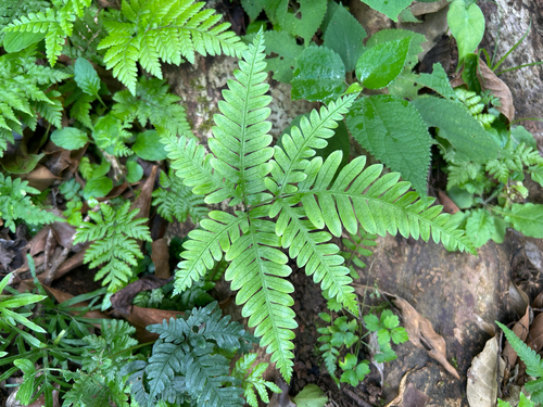 Pteris fauriei observed 2026-09-14