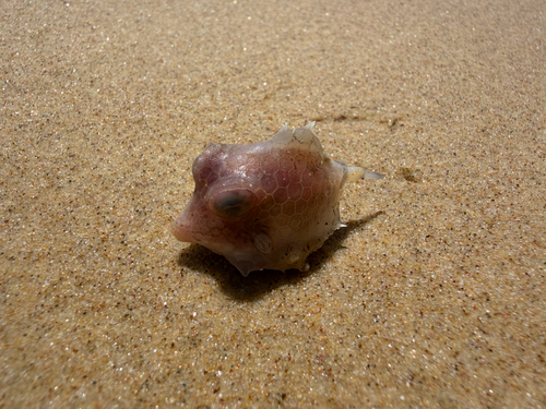 Tetrosomus reipublicae observed 2026-10-12