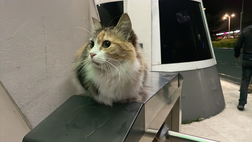 Domestic Cat