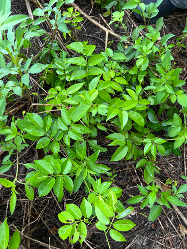 Derris trifoliata observed 2026-09-14