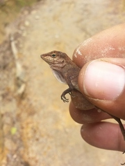 Anolis etheridgei