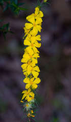 Hibbertia prostrata