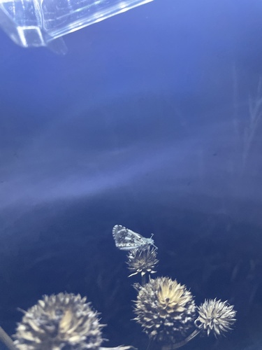 Common Checkered-Skipper
