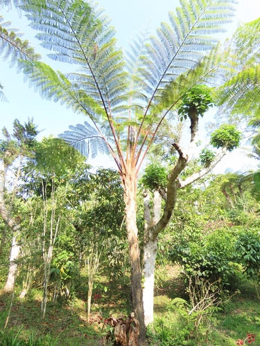 Sphaeropteris glauca observed 2026-10-11