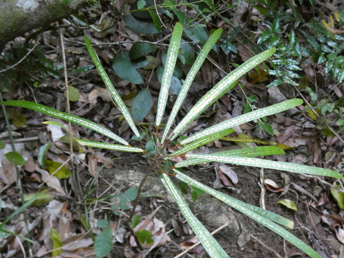 Codiaeum peltatum observed 2026-10-07