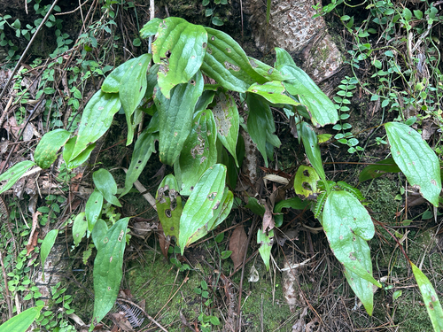 Cheiropleuria bicuspis observed 2026-09-13