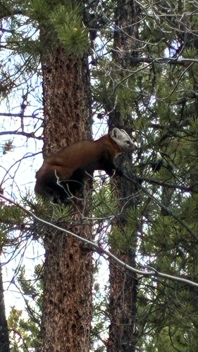 American Marten observed by ruddyduck