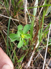 Euphorbia spathulata