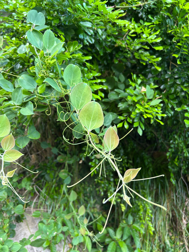 Smilax sebeana observed 2026-09-13