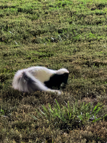 Striped Skunk