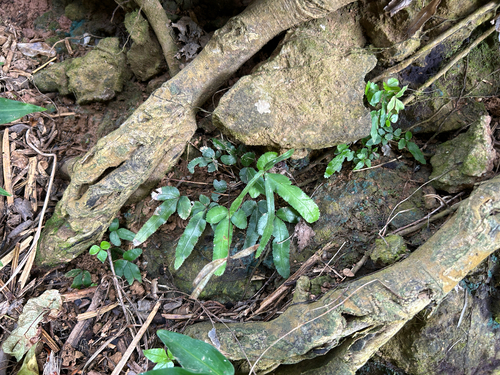 Pteris ryukyuensis observed 2026-09-13