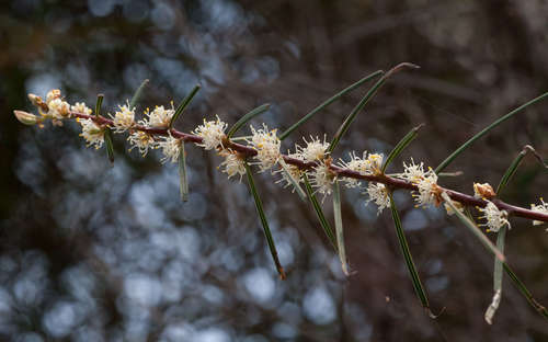 Image of Hakea ulicina by (c) Chris Clarke, some rights reserved (CC BY)