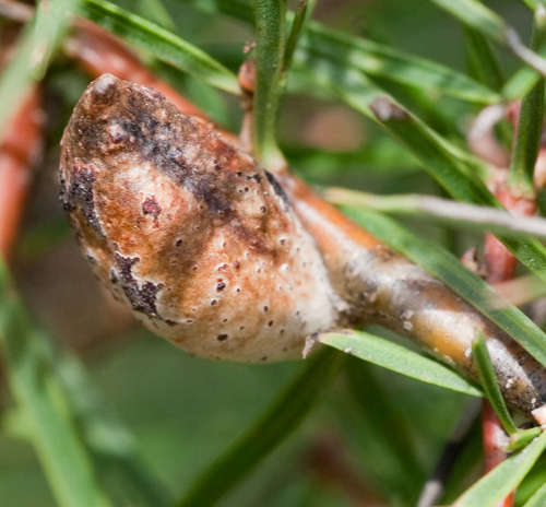 Image of Hakea ulicina by (c) Chris Clarke, some rights reserved (CC BY)