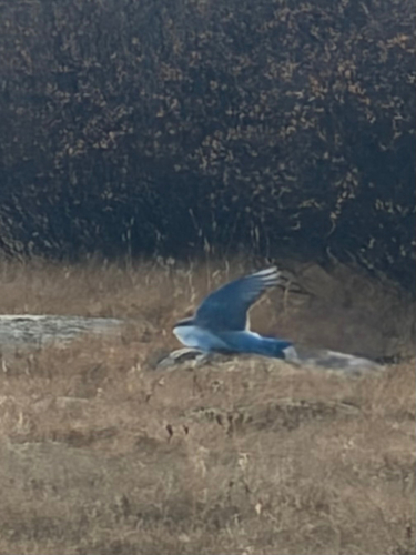 Mountain Bluebird