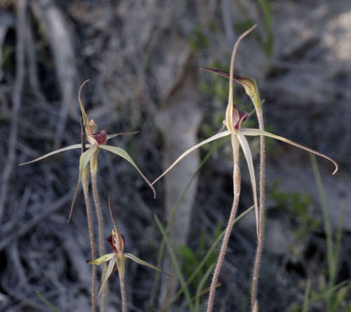 Image of Caladenia oenochila by (c) Chris Clarke, some rights reserved (CC BY)