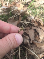 Carex pensylvanica