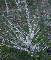 Cyanothamnus anemonifolius