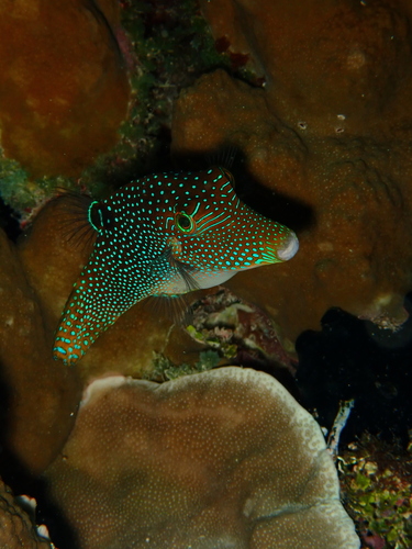 Canthigaster solandri observed 2026-10-10