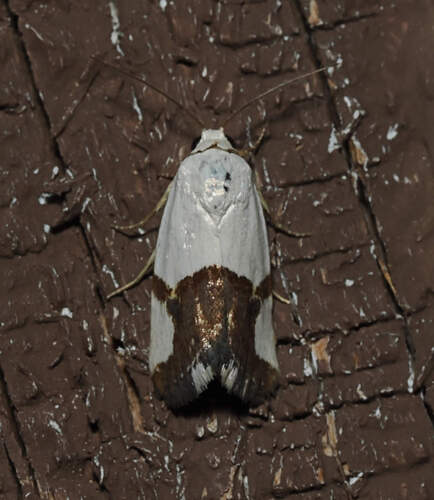 Ponometia cuta