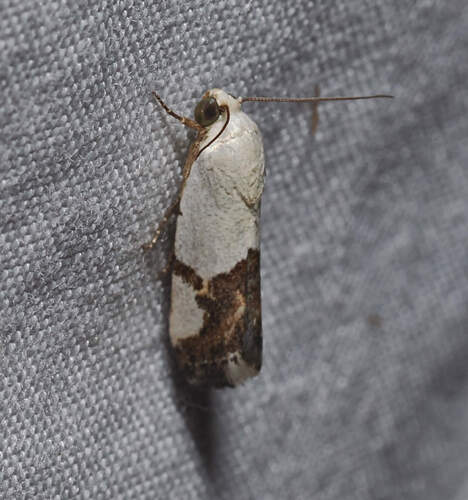 Ponometia cuta