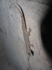 Hemidactylus kushmorensis