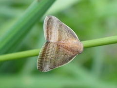 Ricania taeniata