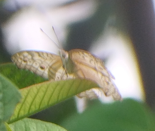 Grey Pansy