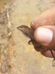 Anolis etheridgei