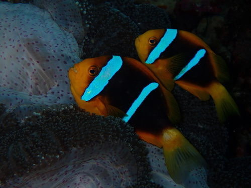 Amphiprion chrysopterus observed 2026-10-10