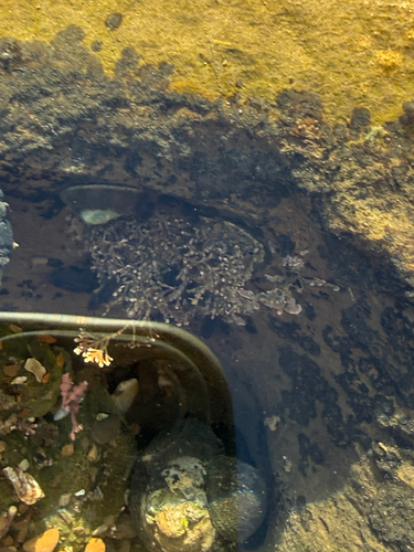 Calliarthron tuberculosum observed 2026-10-11