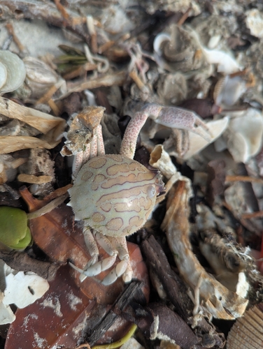 Persephona observed 2026-10-11