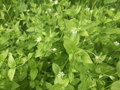 Moehringia