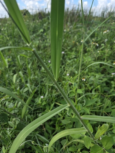 Urochloa mutica observed 2026-10-11