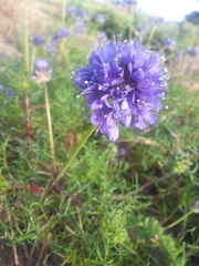 Gilia capitata chamissonis