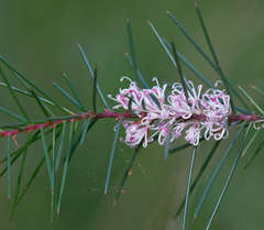 Hakea decurrens physocarpa