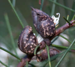 Hakea decurrens physocarpa