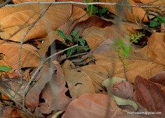 Eutropis macularia