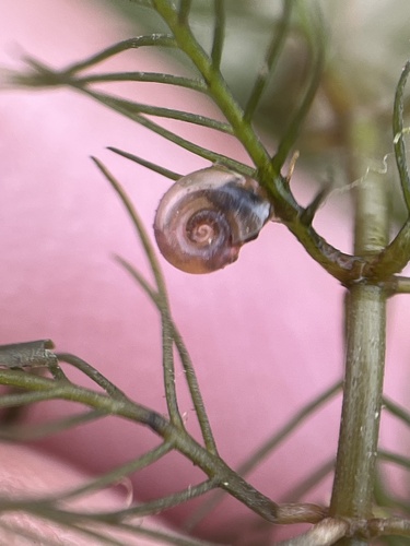 Gyraulus parvus observed 2026-10-11