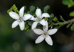 Philotheca verrucosa