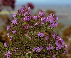 Prostanthera rotundifolia