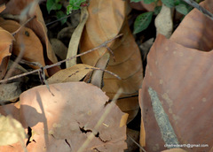Eutropis macularia