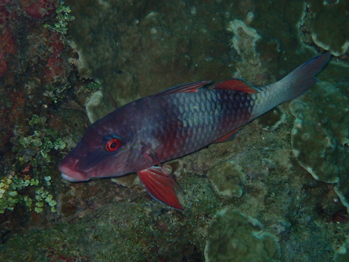 Parupeneus insularis observed 2026-10-10