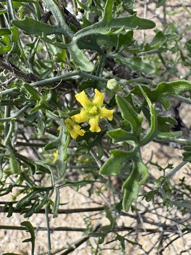 Slimlobe Globeberry