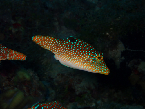 Canthigaster solandri observed 2026-10-10