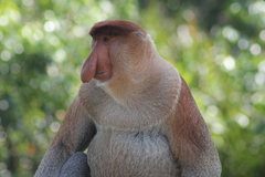 Nasalis larvatus