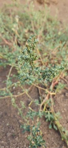 Mealy Goosefoot