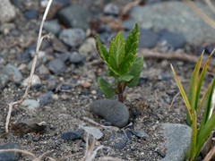 Scutellaria yezoensis