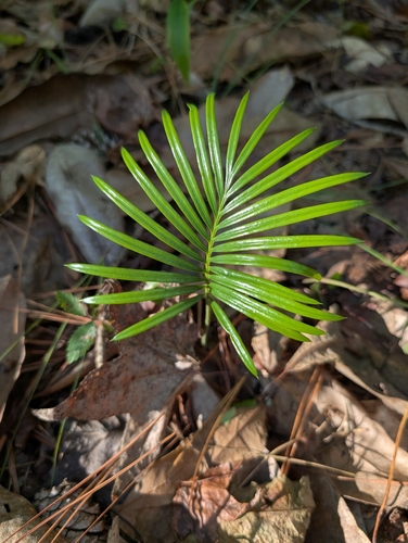 Cycas revoluta observed 2026-10-11