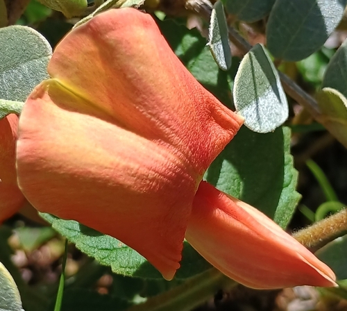Sesbania tomentosa observed 2026-10-11
